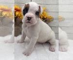 Small #6 Boxer