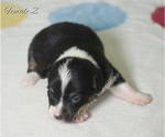 Small Photo #8 Pembroke Welsh Corgi Puppy For Sale in ANDALUSIA, AL, USA