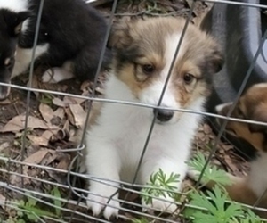Collie Puppy for sale in BYRAM, MS, USA