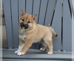 Small #1 Shiba Inu