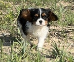 Small Photo #4 Cavalier King Charles Spaniel Puppy For Sale in CUBA, MO, USA