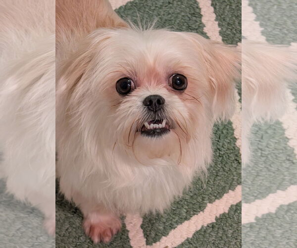 Medium Photo #3 Mal-Shi Puppy For Sale in Greensboro, NC, USA