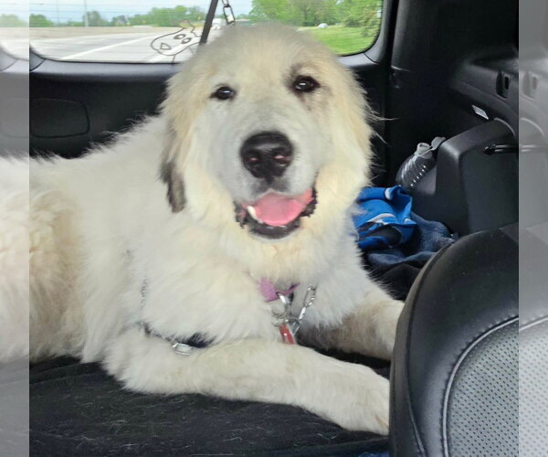 Medium Photo #1 Great Pyrenees-Unknown Mix Puppy For Sale in Croydon, NH, USA