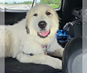 Great Pyrenees-Unknown Mix Dogs for adoption in Croydon, NH, USA