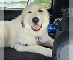 Small Great Pyrenees Mix