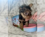 Small Photo #1 Yorkshire Terrier Puppy For Sale in CLOVIS, CA, USA