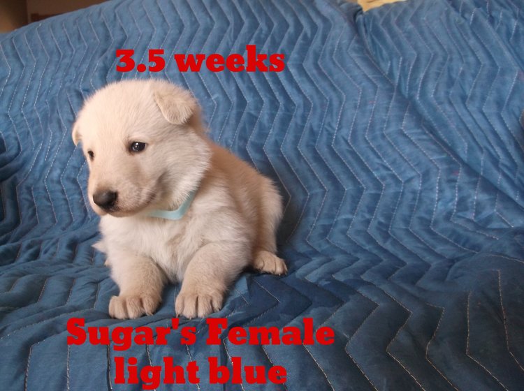 Medium Photo #1 German Shepherd Dog Puppy For Sale in MOBERLY, MO, USA