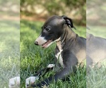 Small Photo #43 Italian Greyhound Puppy For Sale in SAINT GEORGE, UT, USA