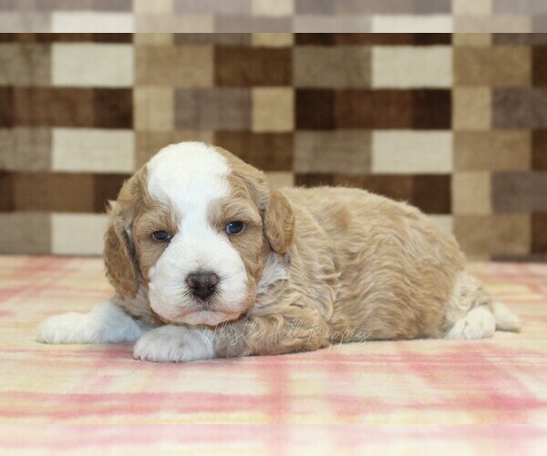 Medium Photo #3 Bernedoodle (Miniature) Puppy For Sale in DENVER, PA, USA