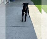 Small #1 German Shepherd Dog Mix