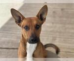 Small Carolina Dog-German Shepherd Dog Mix