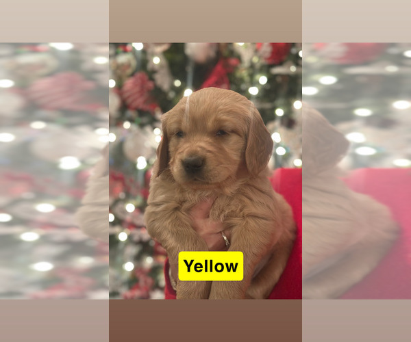 Medium Photo #1 Golden Retriever Puppy For Sale in FAYETTEVILLE, TN, USA