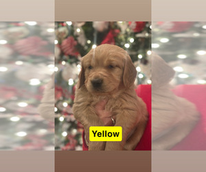 Golden Retriever Puppy for sale in FAYETTEVILLE, TN, USA