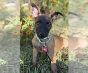 Mutt Dogs for adoption in Imlay City, MI, USA