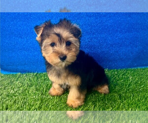 Medium Photo #3 Yorkshire Terrier Puppy For Sale in FLORENCE, SC, USA