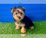 Small #2 Yorkshire Terrier