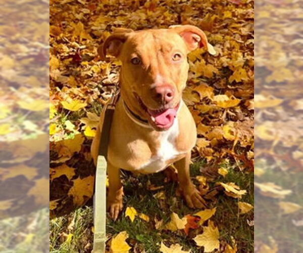 Medium Photo #2 American Pit Bull Terrier-Labrador Retriever Mix Puppy For Sale in Louisville, KY, USA