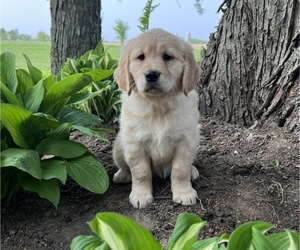English Cream Golden Retriever Puppy for sale in THORP, WI, USA