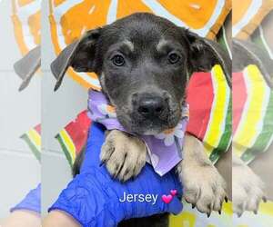 Shepweiller Dogs for adoption in SHERBURNE, NY, USA
