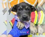 Jersey (NY-Shari) - Female Shepweiller Dog for Adoption - Small photo