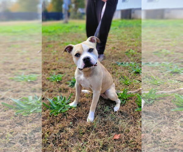 Medium Photo #1 Mutt Puppy For Sale in Shelburne, VT, USA