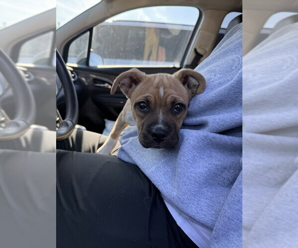 Medium Photo #5 Boxer-Unknown Mix Puppy For Sale in Shermans Dale, PA, USA