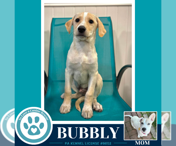 Medium Photo #1 Labrador Retriever-Unknown Mix Puppy For Sale in Kimberton, PA, USA