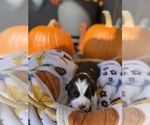 Small #2 English Springer Spaniel
