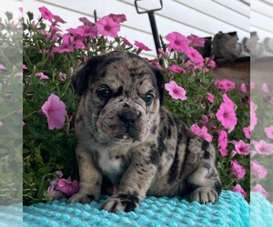 Beabull Puppy for sale in ARTHUR, IL, USA