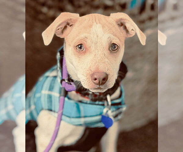 Medium Photo #4 Chihuahua-Unknown Mix Puppy For Sale in Boonton, NJ, USA