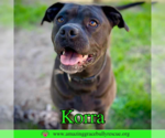 Small #4 American Pit Bull Terrier Mix