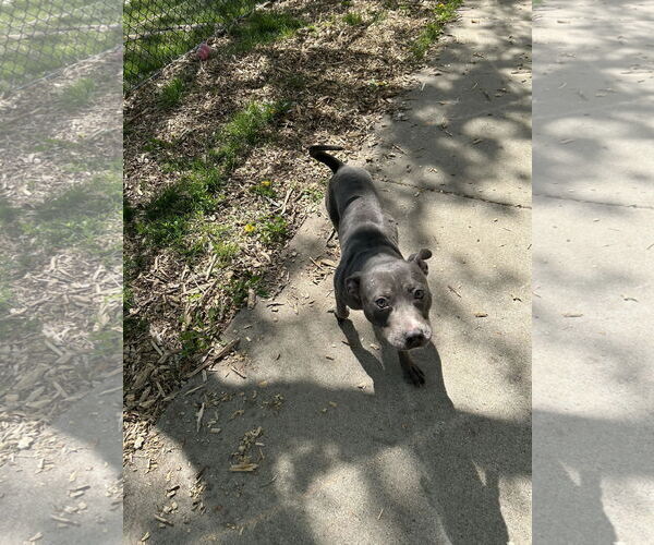Medium Photo #1 American Staffordshire Terrier-Labrador Retriever Mix Puppy For Sale in Princeton, MN, USA