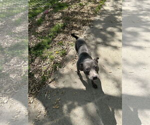 American Staffordshire Terrier-Labrador Retriever Mix Dogs for adoption in Princeton, MN, USA