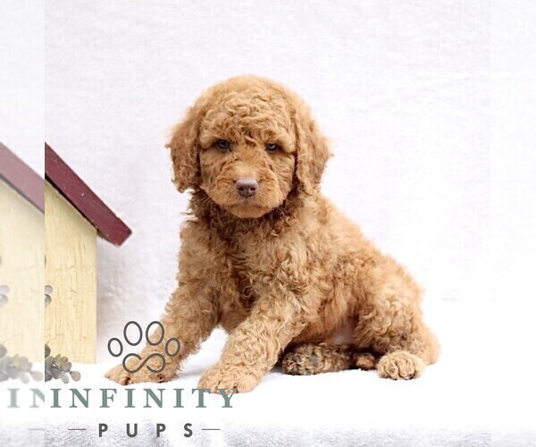 Medium Photo #4 Goldendoodle (Miniature) Puppy For Sale in EPHRATA, PA, USA