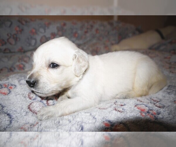 Medium Photo #2 English Cream Golden Retriever Puppy For Sale in LANCASTER, WI, USA