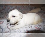 Small #1 English Cream Golden Retriever
