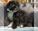 Small #1 Australian Retriever