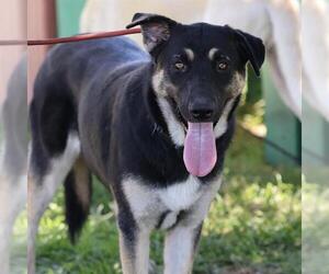 German Shepherd Dog-Unknown Mix Dogs for adoption in Modesto, CA, USA