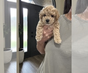 Maltipoo (Miniature) Puppy for sale in BESSEMER, AL, USA
