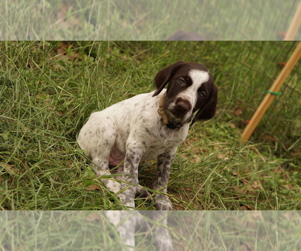 Medium Photo #4 German Shorthaired Pointer-German Wirehaired Pointer Mix Puppy For Sale in FREDERICKSBURG, TX, USA