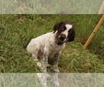 Small #3 German Shorthaired Pointer-German Wirehaired Pointer Mix