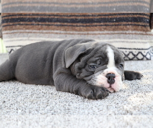 Bulldog Puppy for sale in SHILOH, OH, USA