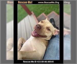 American Pit Bull Terrier-Unknown Mix Dogs for adoption in Benton, PA, USA