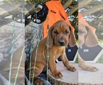 Small #2 Redbone Coonhound
