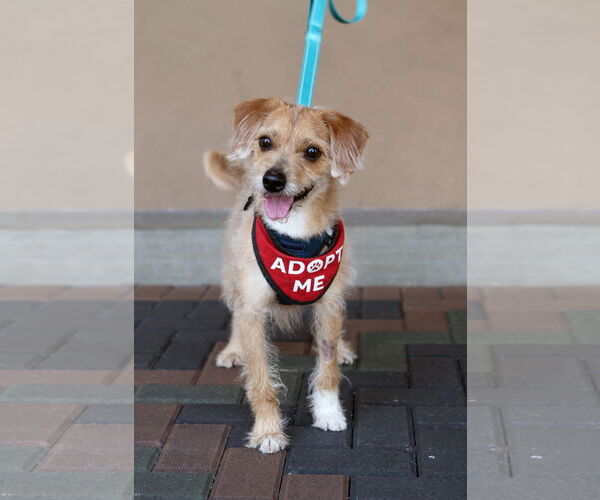 Medium Photo #1 Wapoo Puppy For Sale in Mission Viejo, CA, USA