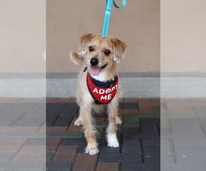 Wapoo Dogs for adoption in Mission Viejo, CA, USA