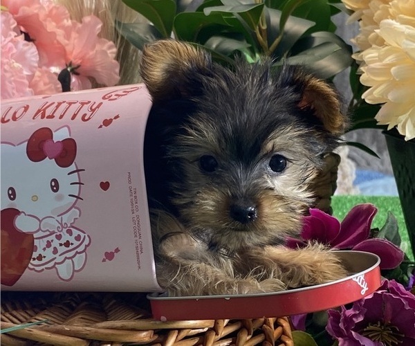 Medium Photo #1 Yorkshire Terrier Puppy For Sale in CANOGA, NY, USA