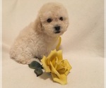 Small Photo #11 Poodle (Toy) Puppy For Sale in SAFFORD, AZ, USA