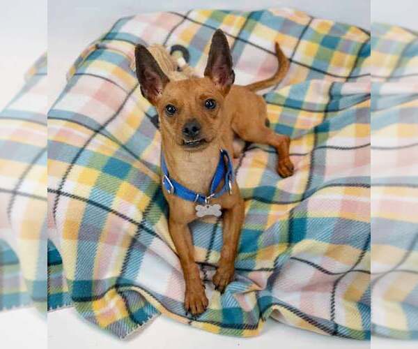 Medium Photo #2 Chihuahua Puppy For Sale in Kennesaw, GA, USA