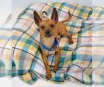 Small #1 Chihuahua
